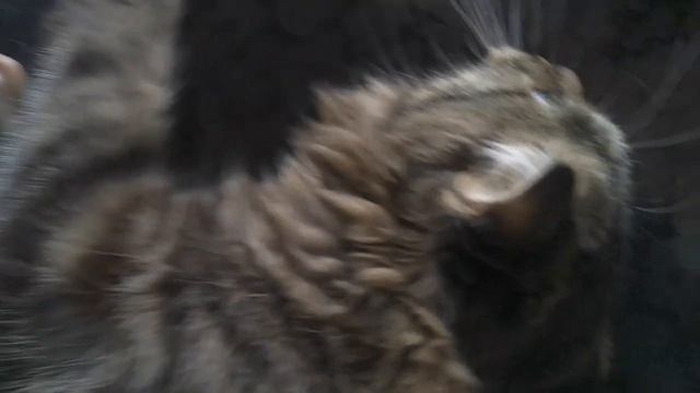 Мой первый влог на моём канале рутуб про моего кота Марсика смотреть онлайн