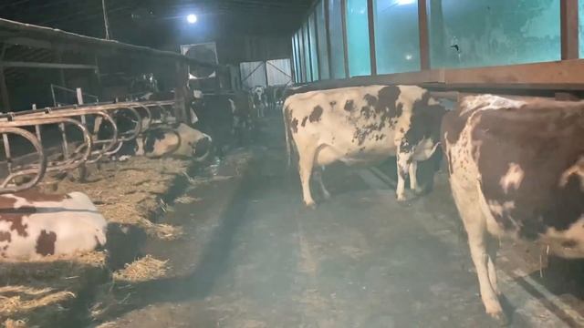 Сохранность и выбраковка коров