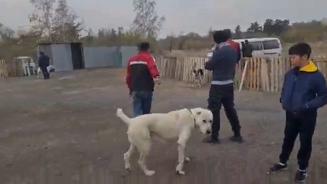 Бугай Алабай. Обзор собак. Выставка в Караганде. смотреть онлайн
