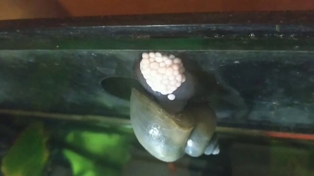 Как улитка ампулярия откладывает икру / яица.