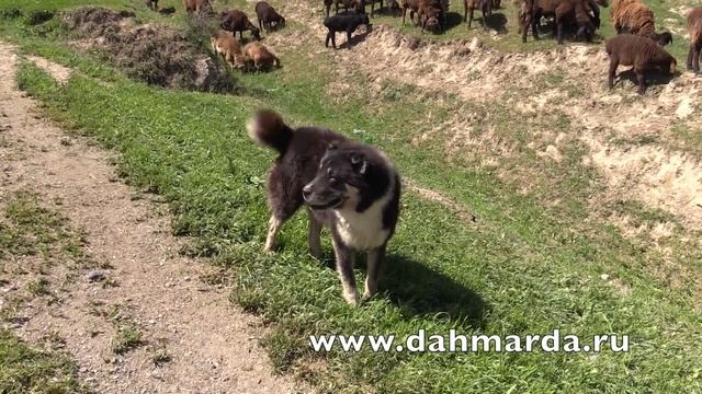 Овцы породы Джойдори и Саги дахмарда из Айнинского района. смотреть онлайн