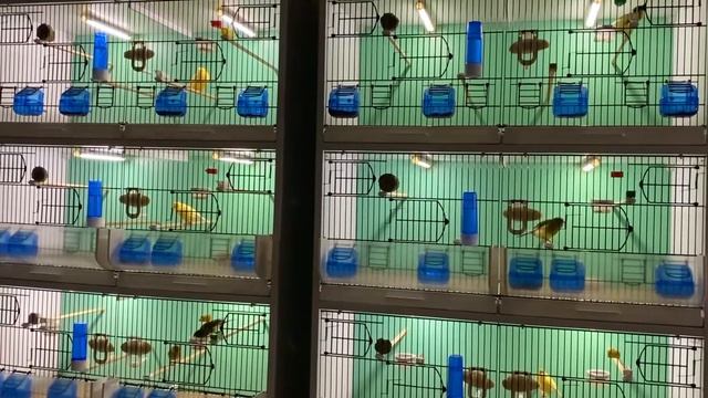 Немецкая певчая канарейка (Гарцский роллер) / German Roller Canary (Harz Roller Canary) смотреть онлайн