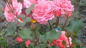 Роза флорибунда Том Том (roza-floribunda-tom-tom) ? Том Том обзор: как сажать, саженцы розы Том Том