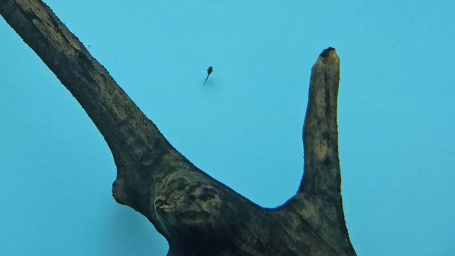 Снова стурисомы. смотреть онлайн