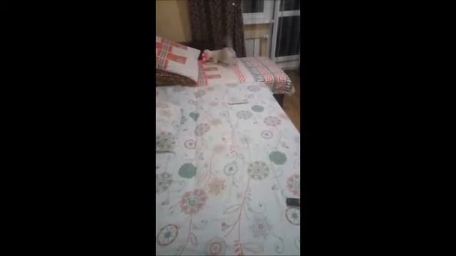 Собачка прикольно играет с игрушками и лазерным зайчиком. смотреть онлайн