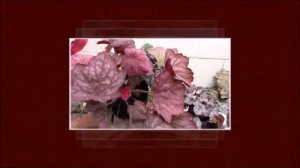 Песня про цветовода