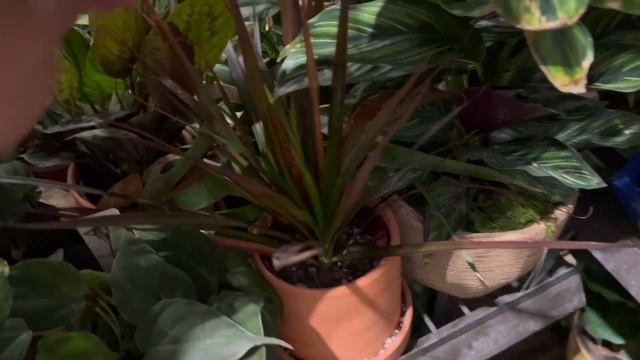 Found a wishlist plant at Lowes! Plant Shopping Big Box Store with meh! 💚🪴 смотреть онлайн