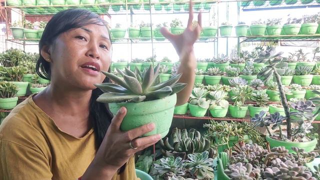 MY 8 FAVORITE SUCCULENT THIS 2022‼️ HAPPY NEW YEAR MGA KA GREEENY смотреть онлайн