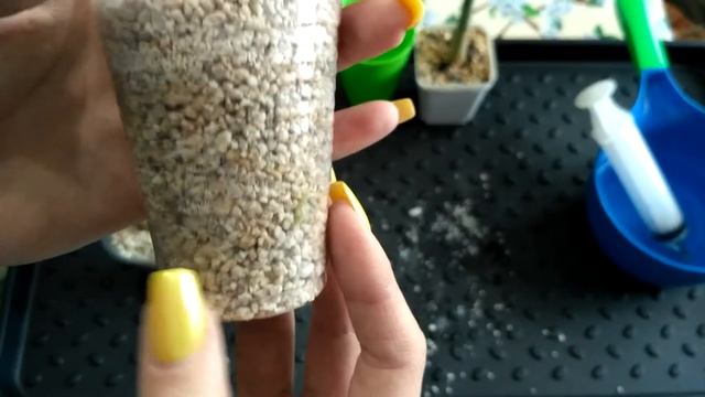 Адениум. Посадка черенков в перлит. #адениум смотреть онлайн