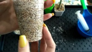 Адениум. Посадка черенков в перлит. #адениум