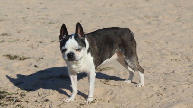 Do Boston Terriers have a strong urge to chase moving objects? PART 2 смотреть онлайн