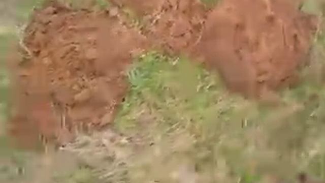 Деньга Елизаветы смотреть онлайн