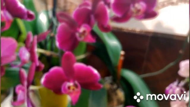 Орхидеи...Бордовые тона???Соседство цветов??☘️... смотреть онлайн