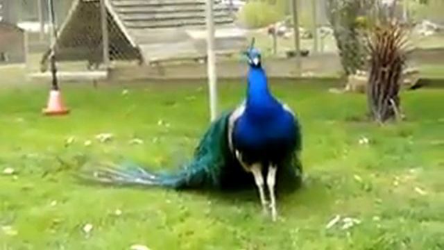 Жар птица. heat bird. смотреть онлайн