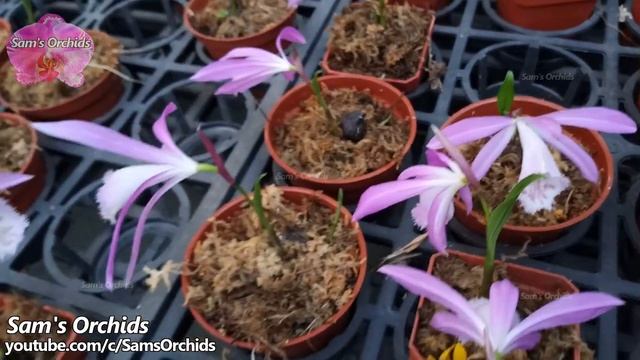 Orchid in a garden center, Pleione formosana (Taiwan Pleione) смотреть онлайн