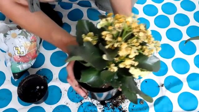 Как пересадить каланхоэ?Видео! смотреть онлайн