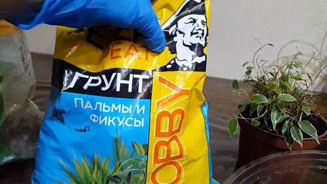 Пересадка комнатных цветов. Моя новиночка Фикус Лавли. / Гул отургузуу (которуу) смотреть онлайн