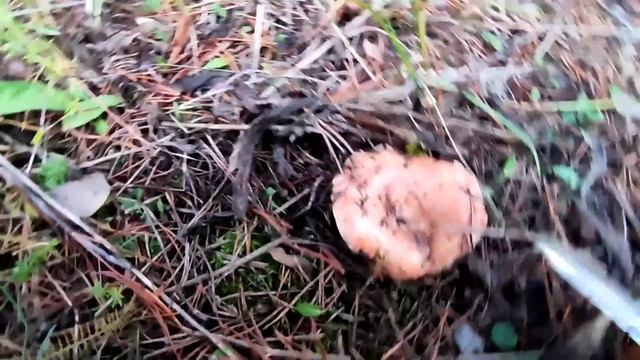 Тихая охота за грибами. Меня уже током бьёт. смотреть онлайн