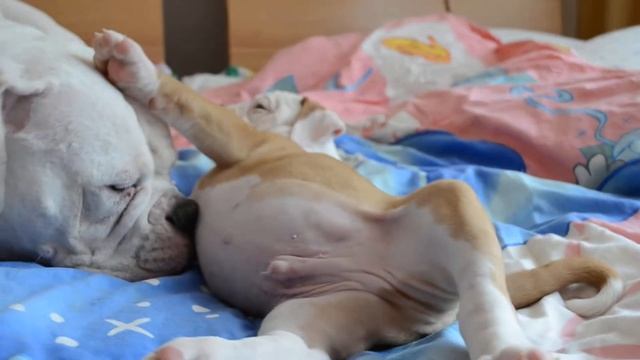 Щенки американского бульдога (Мальчик №1) смотреть онлайн