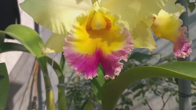 Blc Goldenzelle 'African Safari' AM/AOS смотреть онлайн