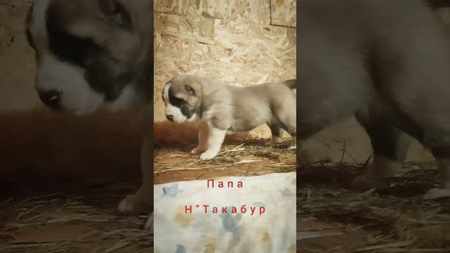 Рафа из ДК. Продана 🌐Питомник Из Дома Капалак +79089119788 смотреть онлайн