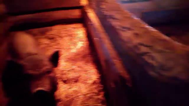 Заработать на свиньях. Заработок в селе. Бизнес на вьетнамский свиньях.