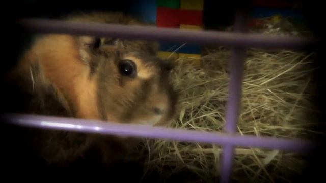 Морская свинка - Music by Antuan Graftio смотреть онлайн