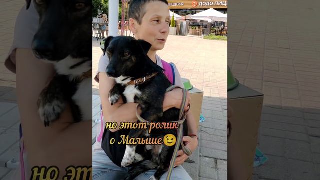 Малыш - идеальный компанейский парень для жизни в квартире! смотреть онлайн