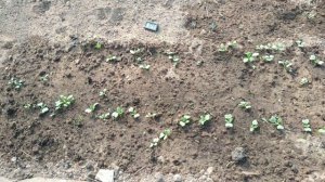 ПОДОГРЕВ ГРУНТА в ТЕПЛИЦЕ \\ тёплые грядки СОВРЕМЕННЫЙ ПОДХОД