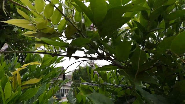 Повторное цветение глицинии смотреть онлайн