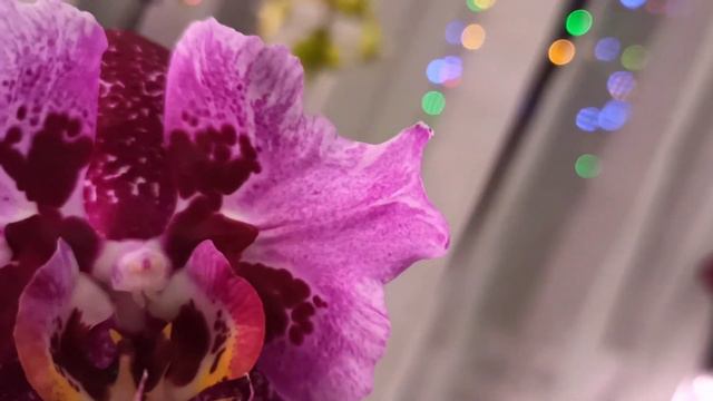phal. Fangmei Black Piano & Miki Gorgeus смотреть онлайн