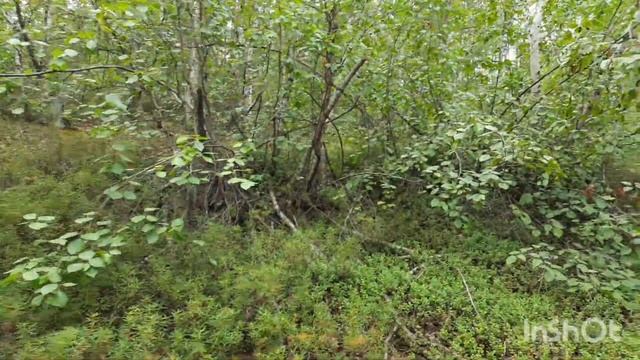 Как найти грузди ! Мои грибные заметки ! г.Якутск 09.08.2022г. смотреть онлайн