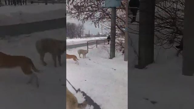 https://m.facebook.com/story.php?story_fbid=1825077581082890&id=100007419977745 смотреть онлайн