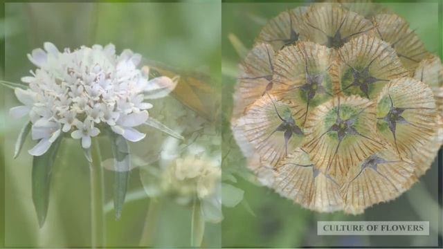 Scabiosa stellata sternkugel смотреть онлайн