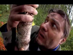 30 Хождение по лесу / 33 квадратных метра