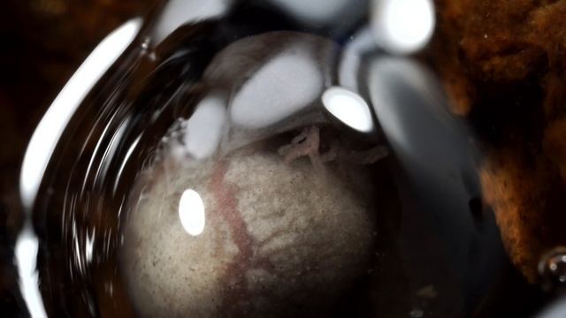 Жизнь в икре смотреть онлайн