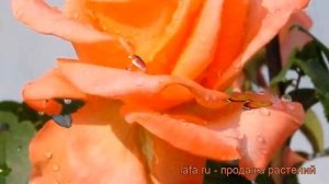 Роза чайно-гибридная Амбасадор (rose ambassador) ? обзор: как сажать, саженцы розы Амбасадор