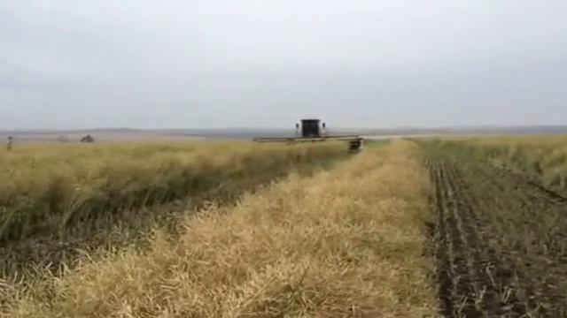 Уборка рапса «ВЕРА» смотреть онлайн
