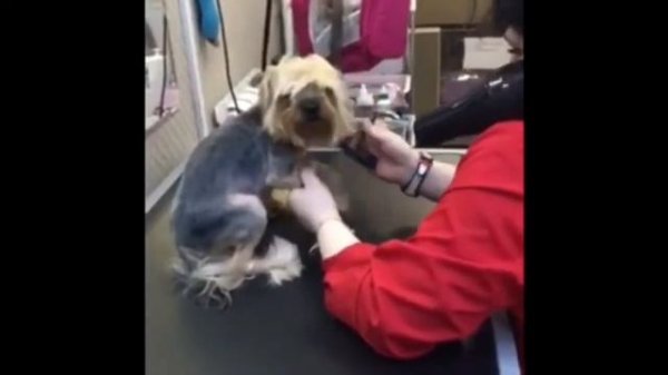 Стрижка йорка в Puffy-groom