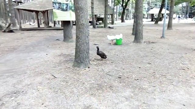 HBH Palanga.Прогулка по HBH.Паланга.Литва. смотреть онлайн