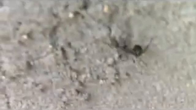 Semut Hitam Dolichoderus thoracicus) смотреть онлайн