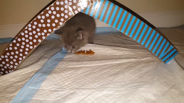 Котята 5 недель