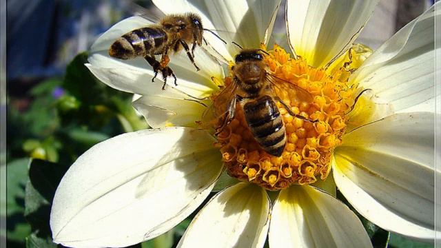 Цветочная сказка смотреть онлайн