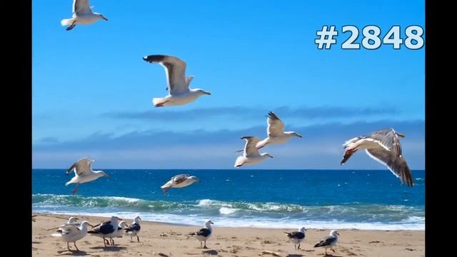 #2848. Чайки, бакланы и крачки (В мире животных) смотреть онлайн