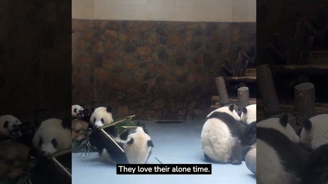 Giant Panda (Ailuropoda melanoleuca) смотреть онлайн