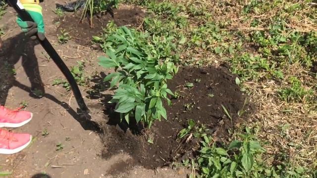 Посадили цветы, окучили картошку - Выпуск # 4. Деревенька на Урале. смотреть онлайн