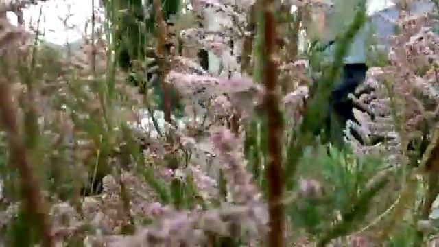 Геленджик. Май, всё вокруг цветёт и пахнет. Пустой город. смотреть онлайн