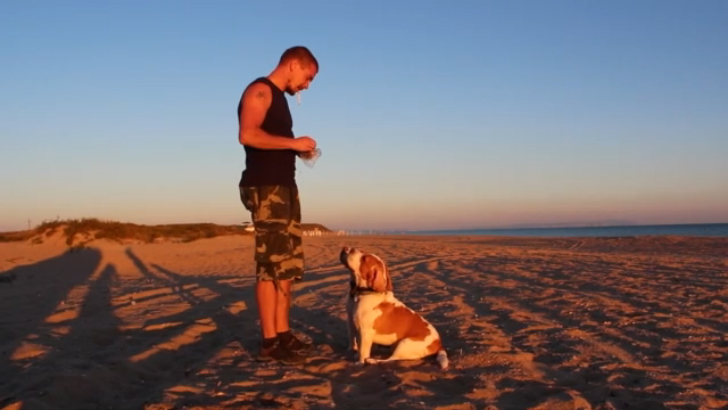 Синхронная дрессировка биглей