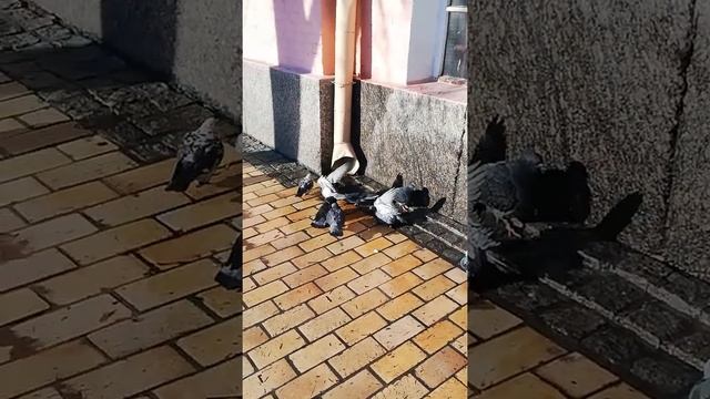 Голуби купаются зимой. #голубь #птица смотреть онлайн