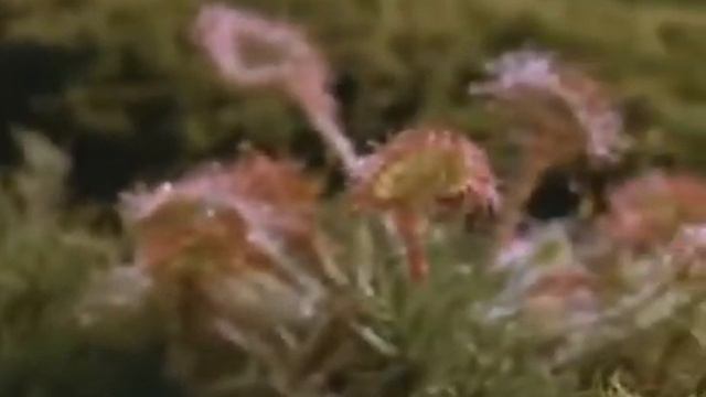 Необычайный охотник Росянка!   YouTube